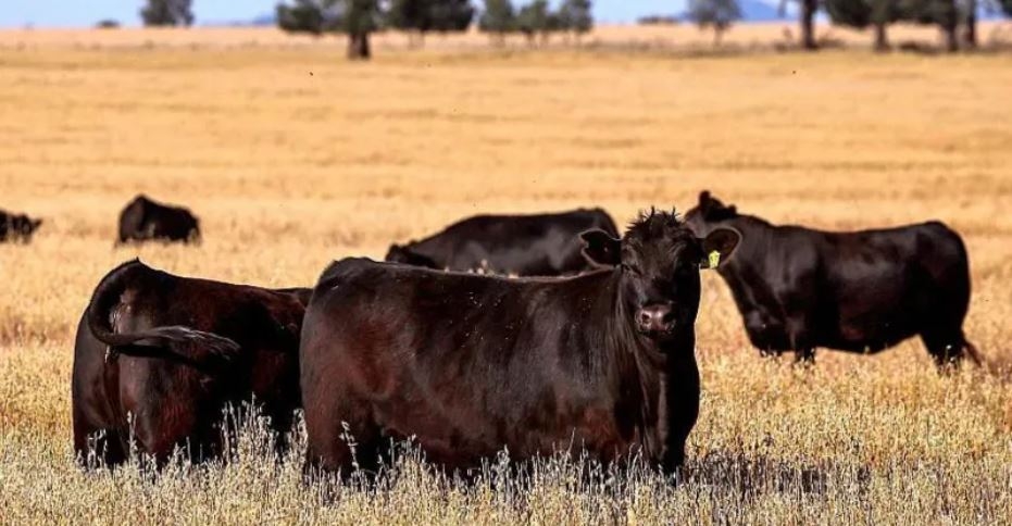 Australia to lift import ban on US beef after Trump tariffs tiff