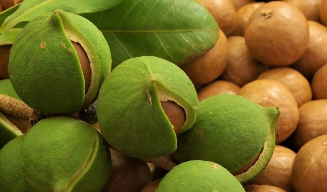 State prohibits transit, export of raw macadamia nuts