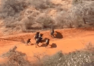 KWS intercepts 8 buffaloes wandering out of Tsavo