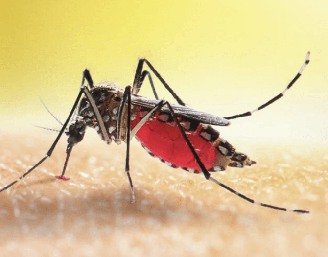Kenya ripe for three-drug combo to fight malaria -- Kemri