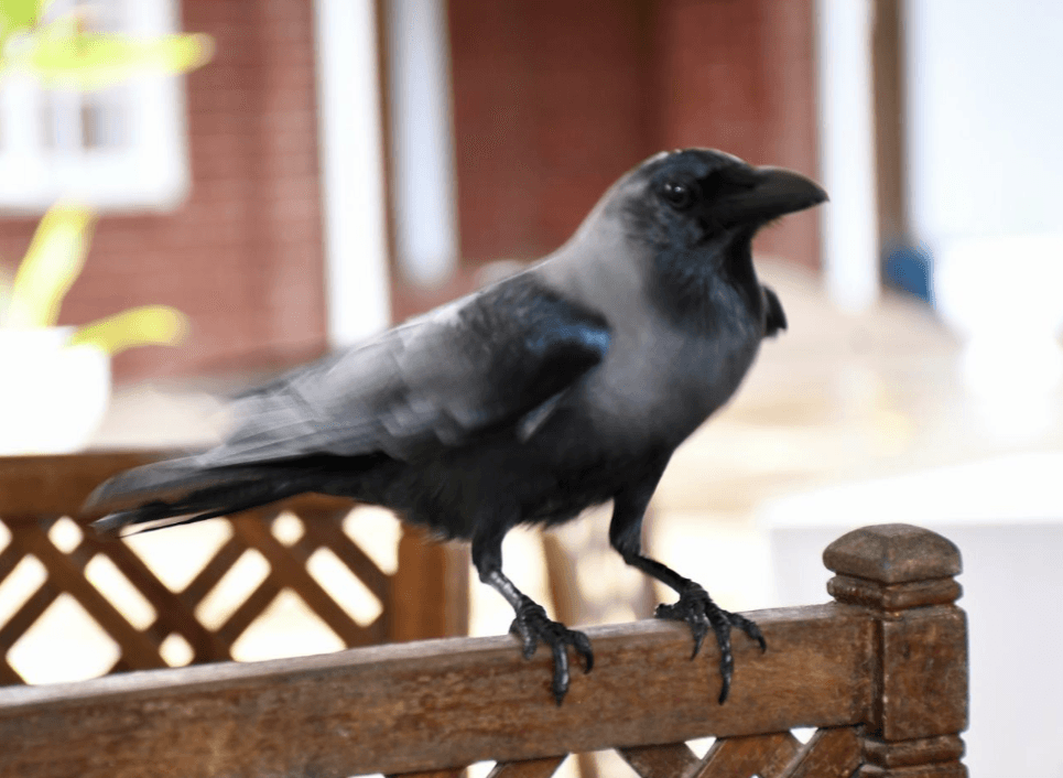 KWS mulls ethical eradication of Indian House Crow