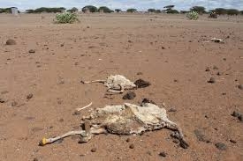 Elderly face higher health risks amid rising heat waves, warns UN