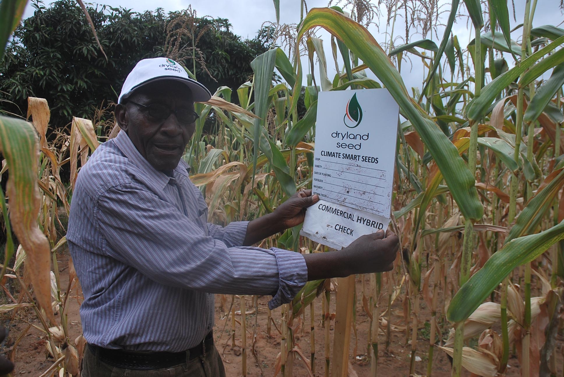 KIAMBA: Reviving indigenous seeds boosts dryland resilience