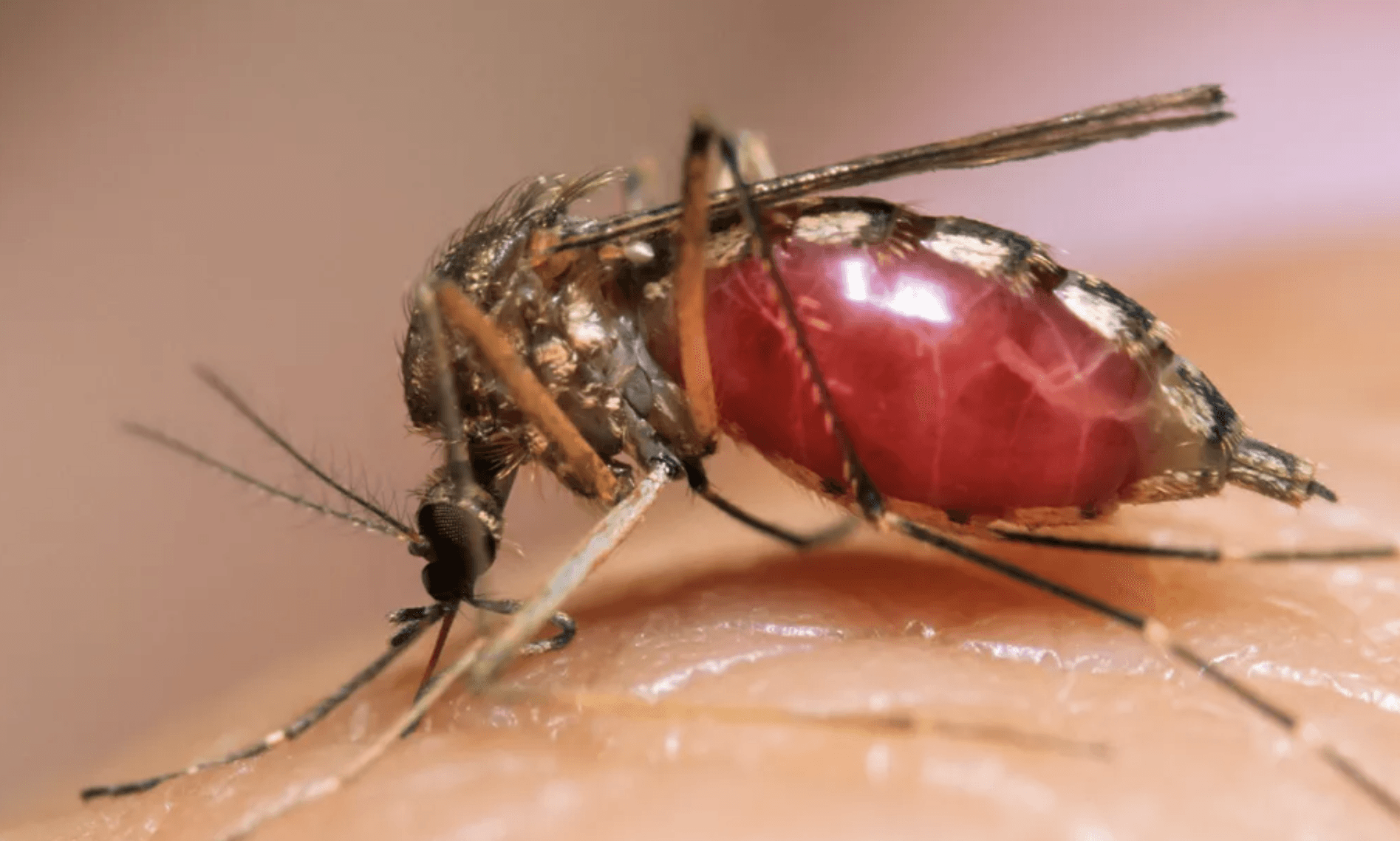 Kemri: How malaria parasite outsmarts Afya House experts