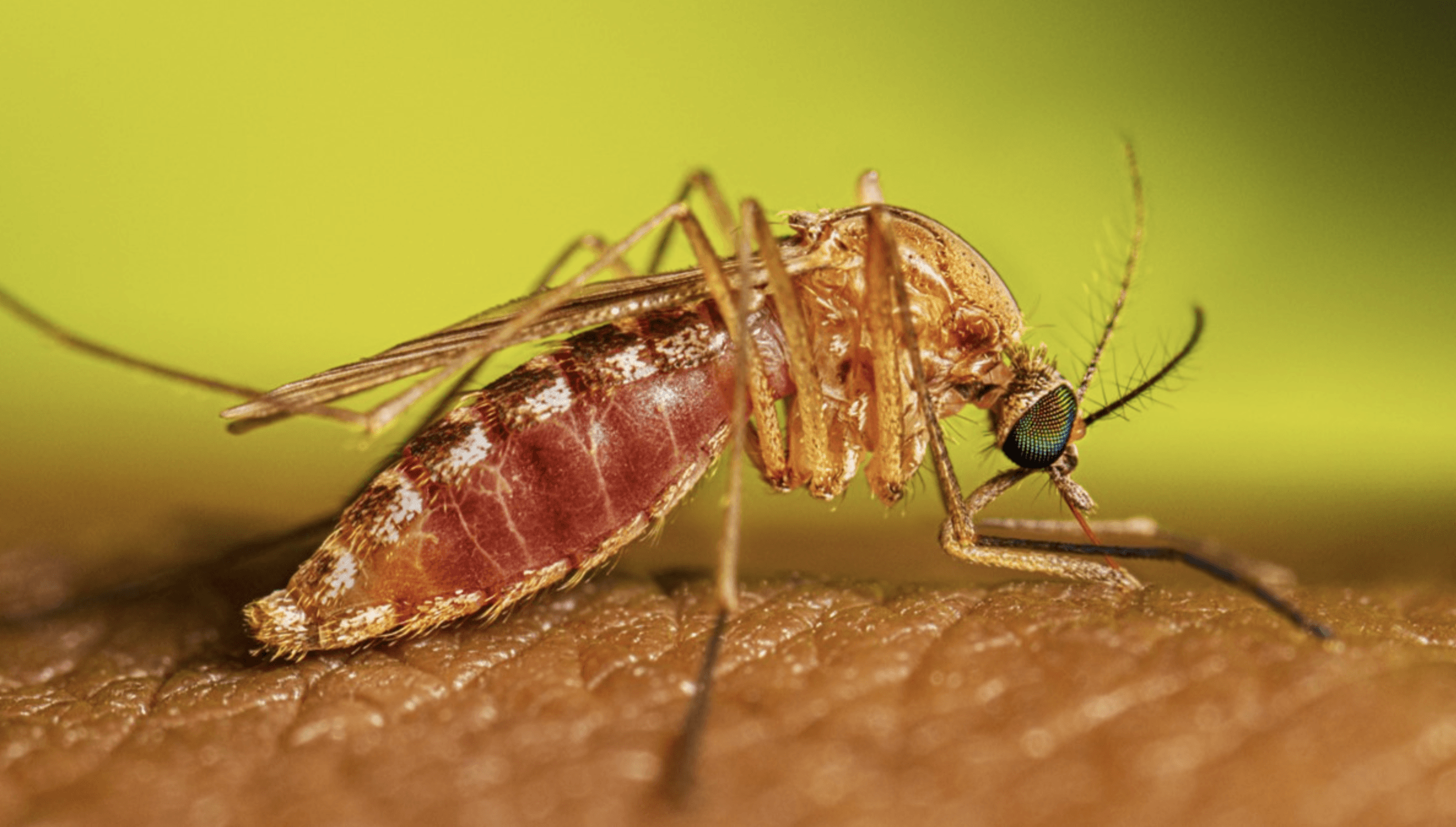 Kemri study shows Ivermectin drug cuts malaria by 26%