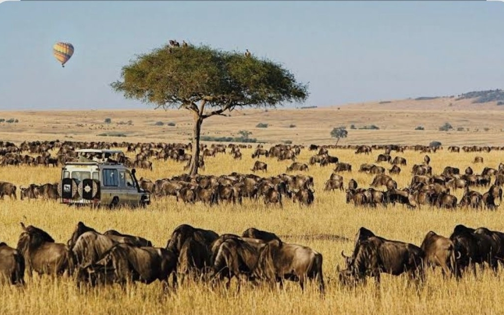 China to livestream wildebeest migration to millions