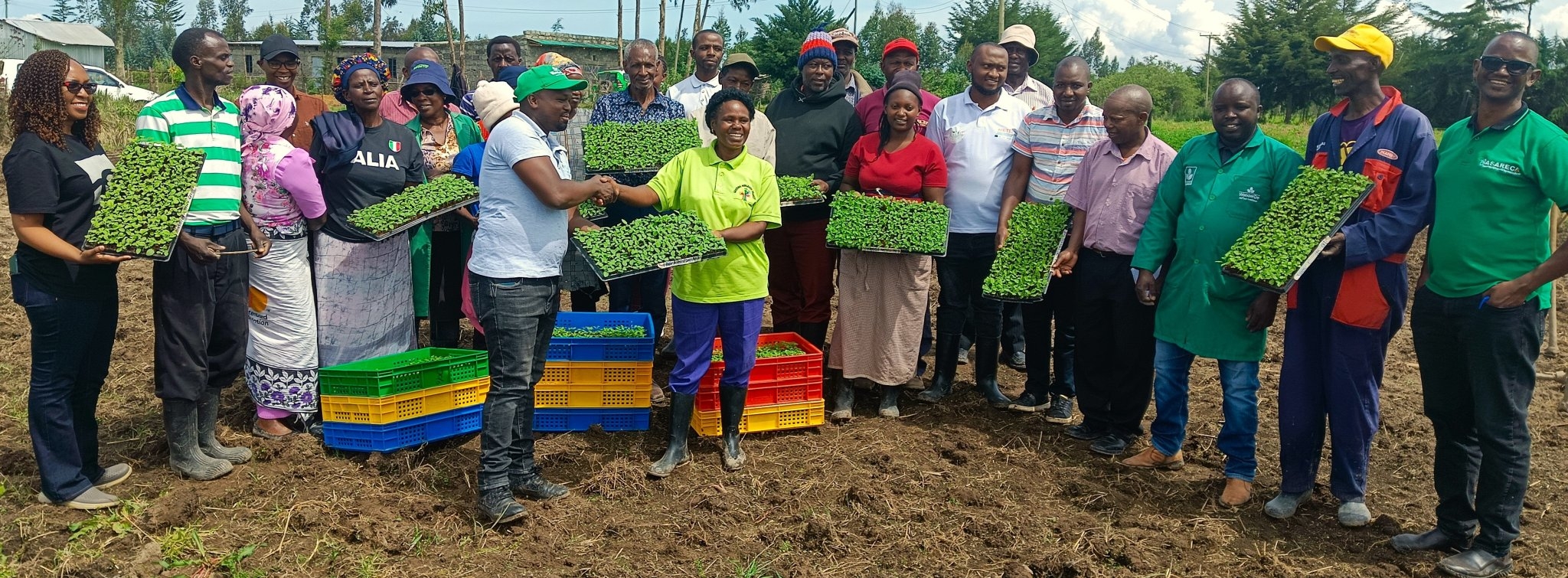 Over 100,000 farmers benefit from disease-free potato seed initiative