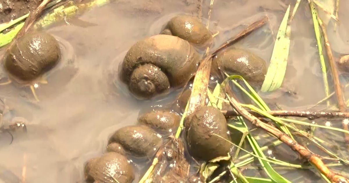 EXPLAINER: What to know about apple snails invading rice farms