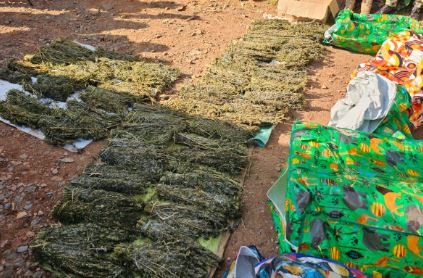 NACADA arrests five, seizes bhang worth Sh2m in Kisii Raid