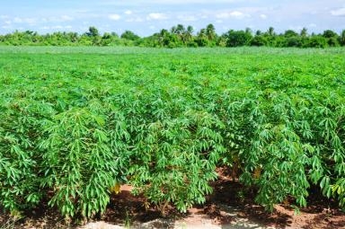 Cassava revolution: Kalro’s innovation promises disease-free harvests