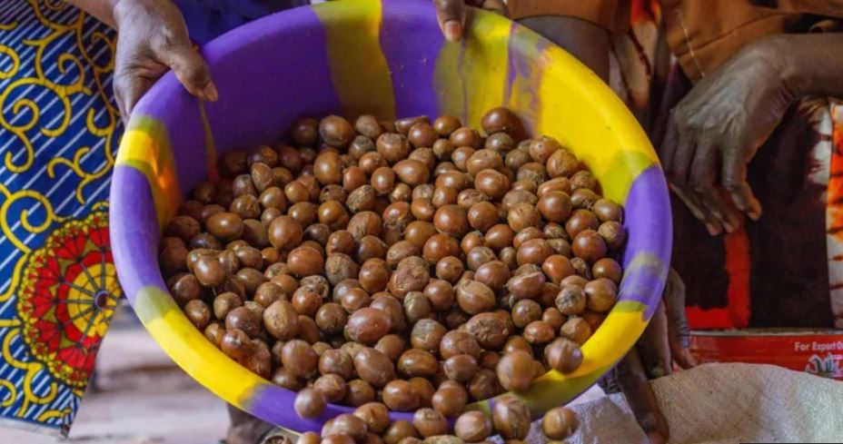 Nigeria bans export of shea nuts used in beauty creams for six months