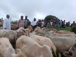Moyale: From lost livelihoods to lasting change for locals