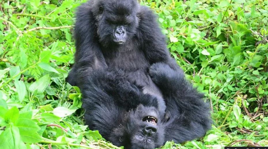 Gorillas seek out old friends even after years apart