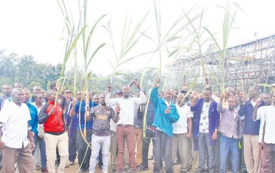 Western leaders protest state sugar mills layoffs