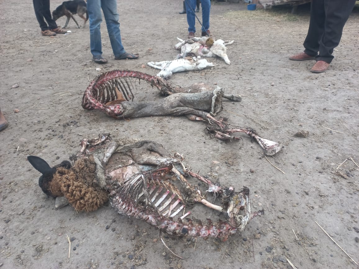Over 100 households in Konza decry upsurge in livestock theft