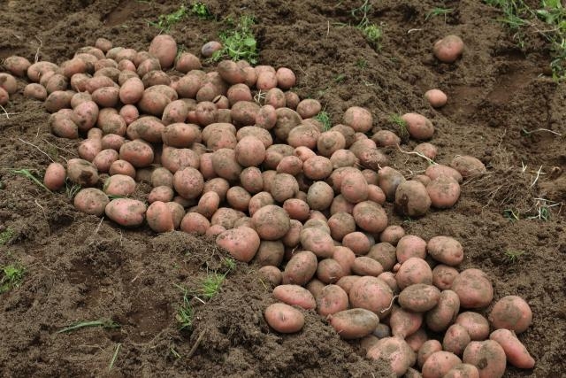 African agencies equipped to fight devastating potato pest