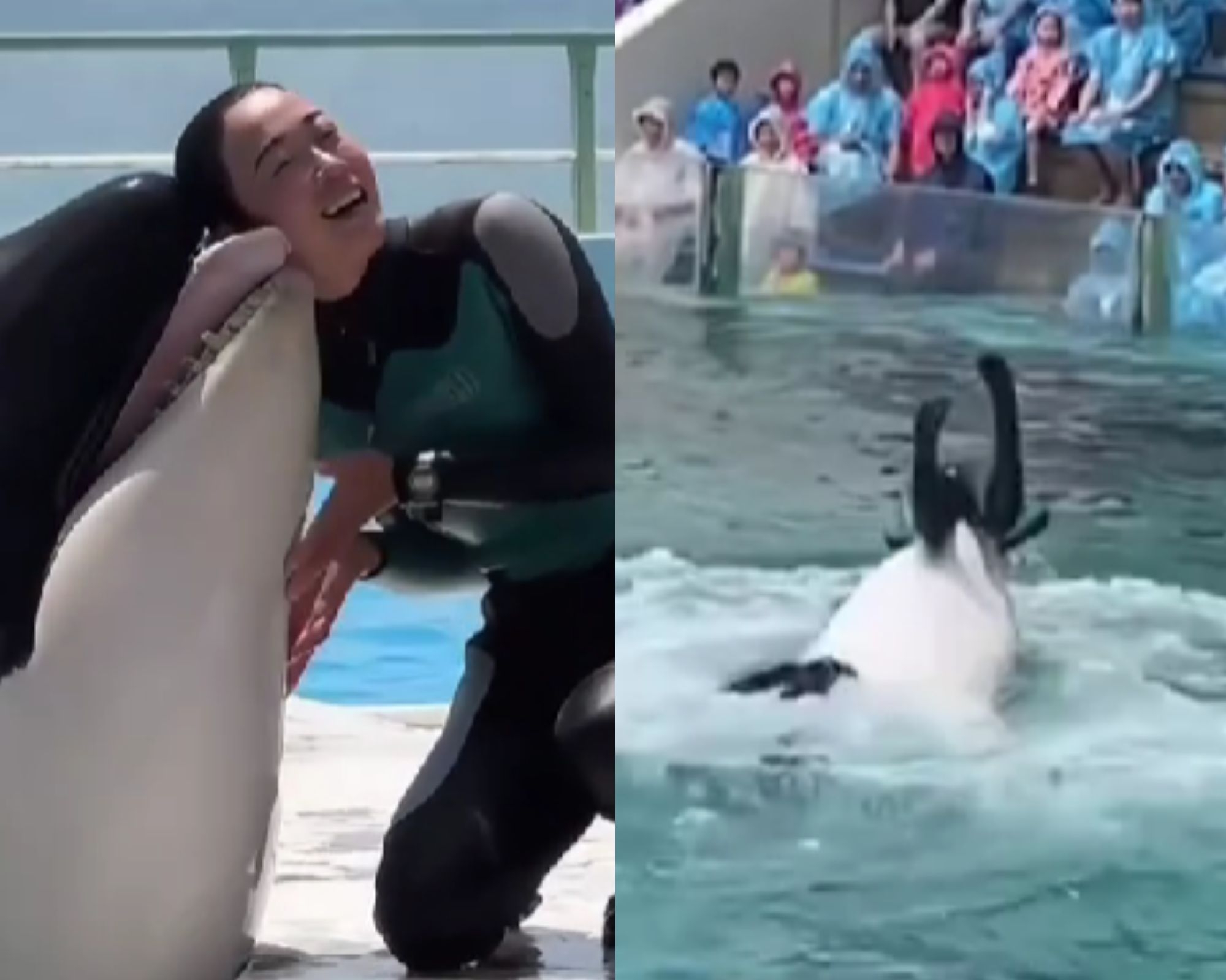 Video of marine trainer ‘Jessica Radcliffe’ attacked by killer whale is fictional