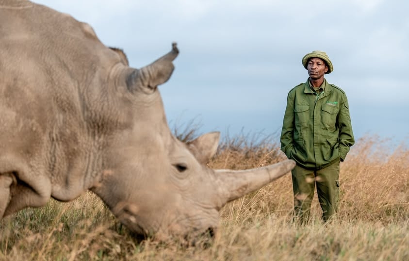 EXPLAINER: How KWS is saving Northern White Rhino from extinction