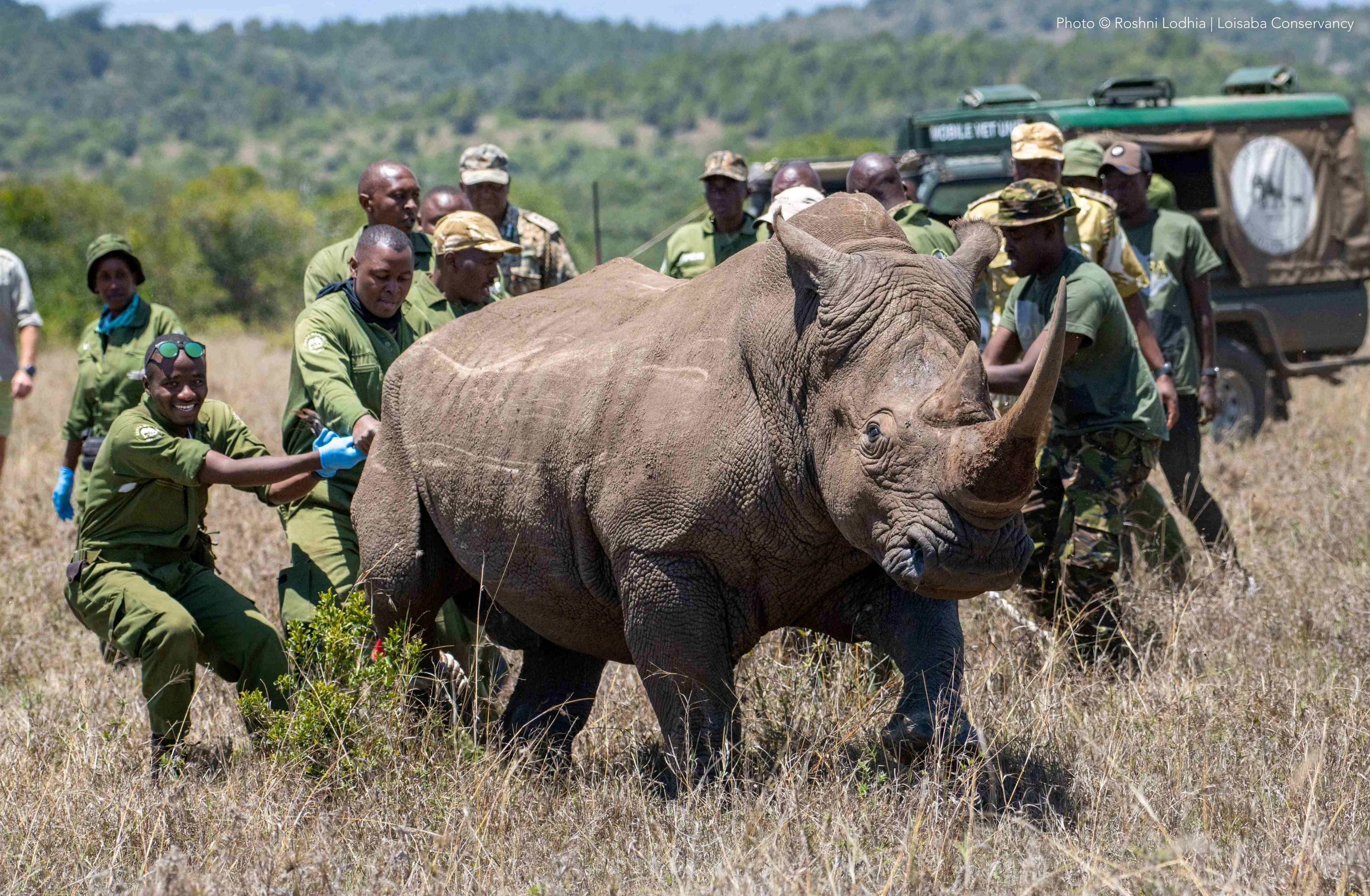 Loisaba conservancy welcomes southern white rhinos for Kenya’s conservation plan