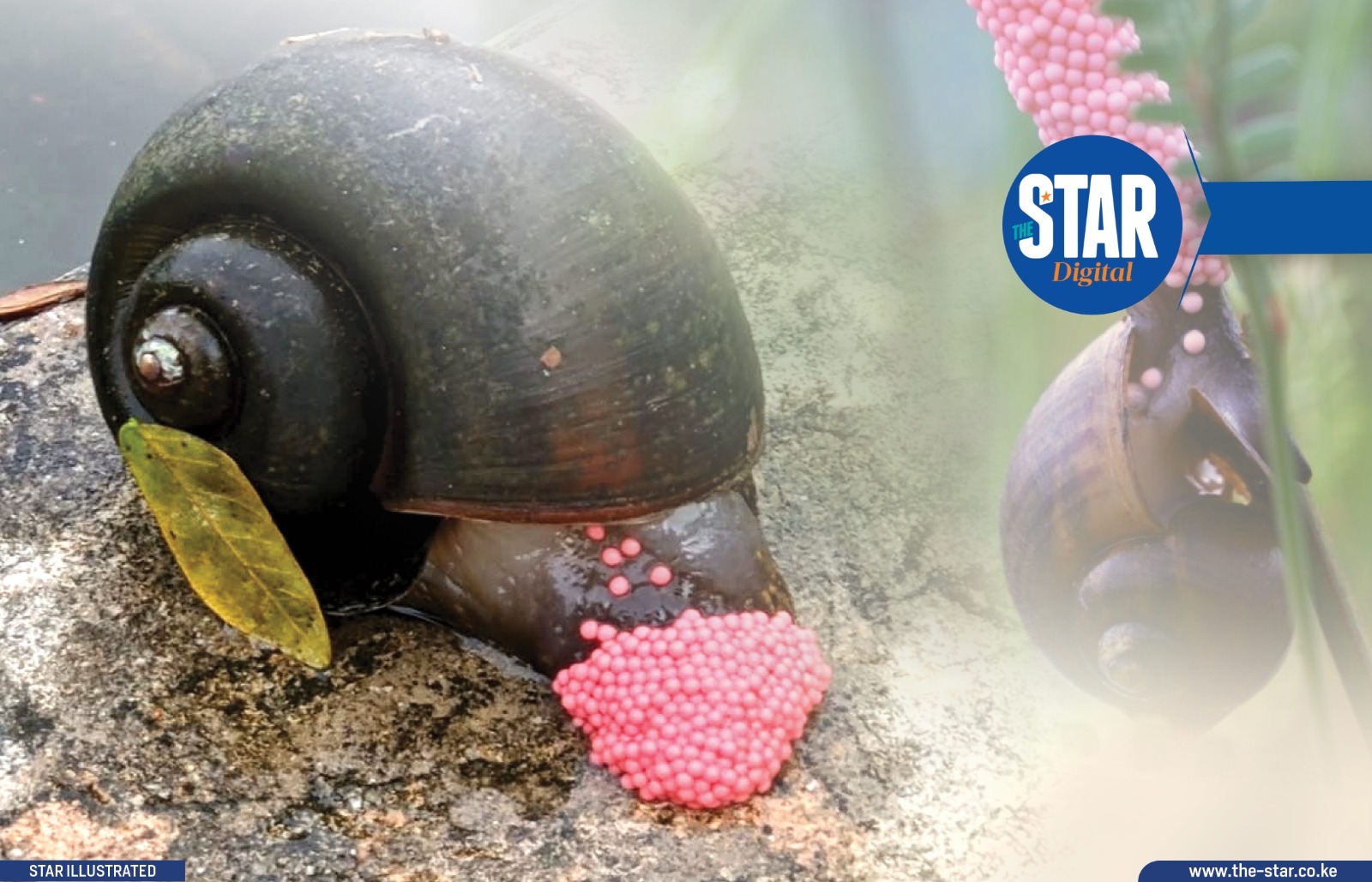 What you need to know about apple snails
