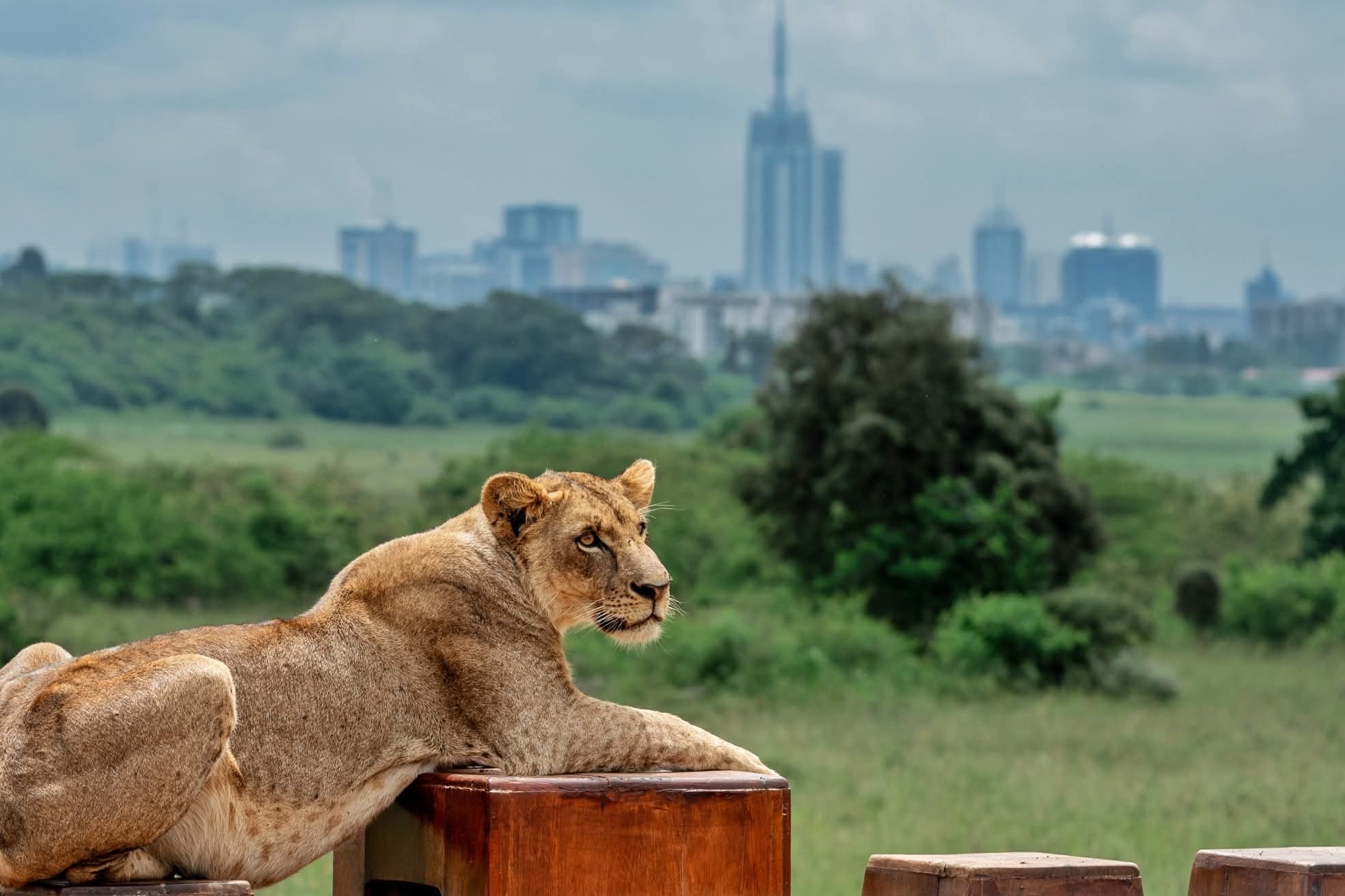 EXPLAINER: Wild heart in the city: Why Nairobi National Park is one of a kind