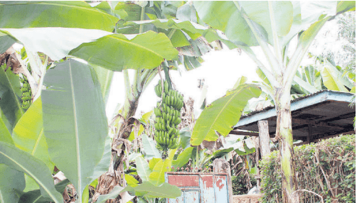 Murang'a attracts global attention for pioneering work in agroecology