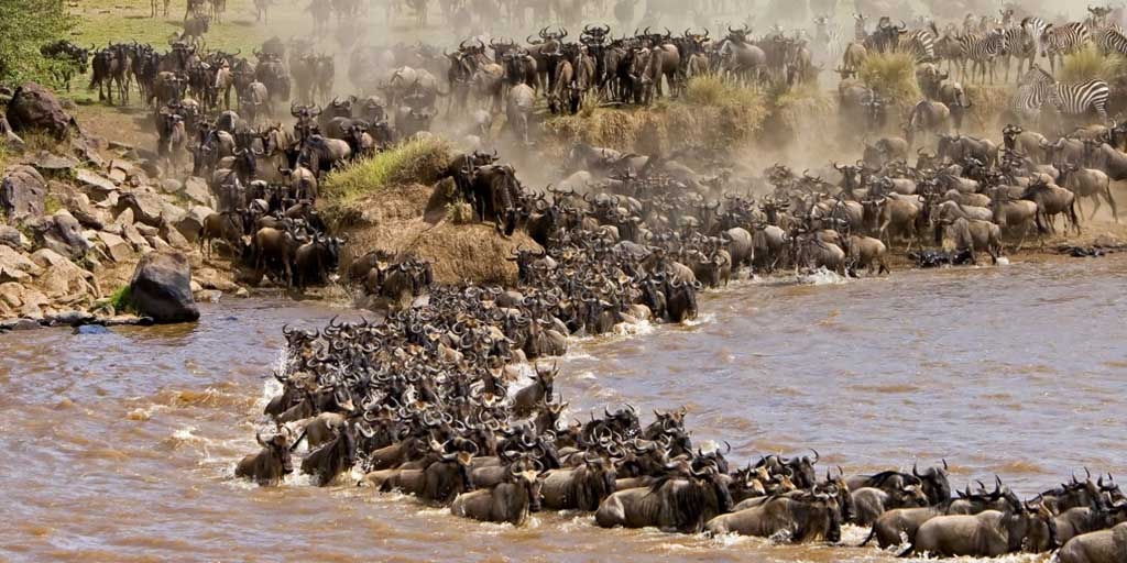 Tourists in viral Mara video were in designated area - Warden