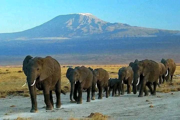 Kenya’s First National Wildlife Data Portal Nears Reality