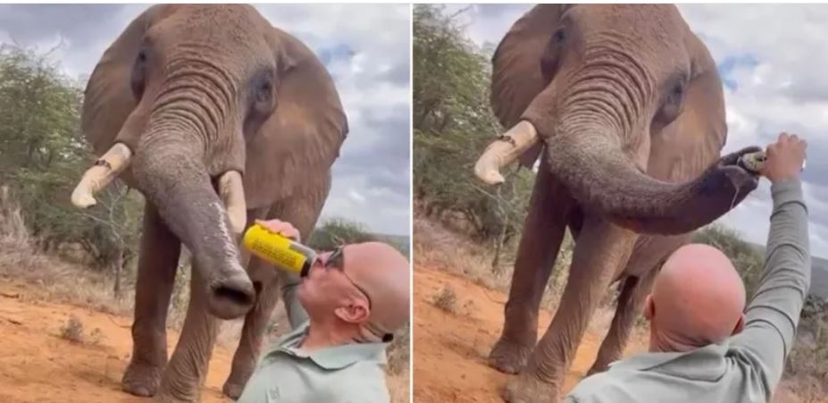 Tourist pouring beer down jumbo's trunk sparks anger