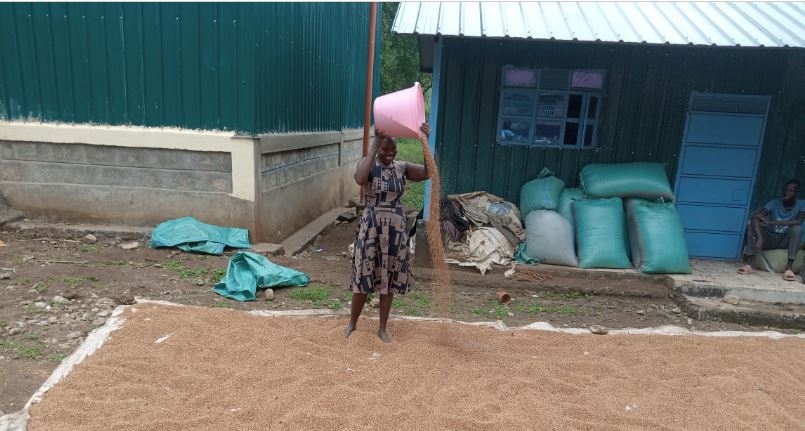 Banditry to bounty: How farming is transforming Kerio