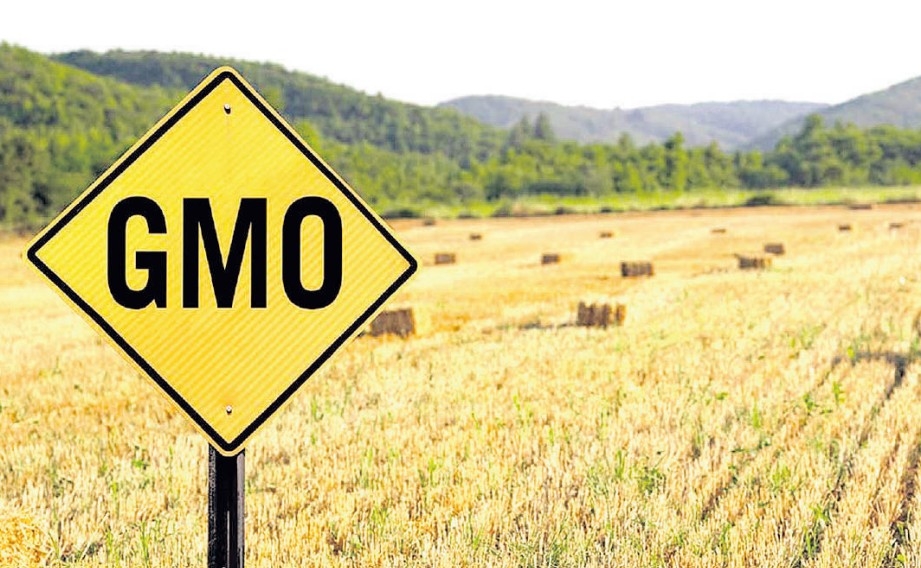 Critical decision: To adopt or reject GMOs?