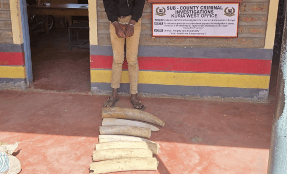 One arrested with 7 tusks in Migori, hunt on for accomplice