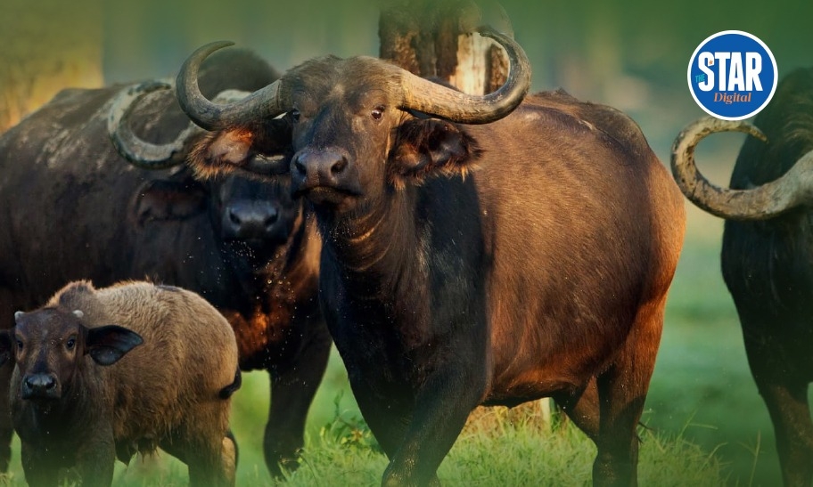 Know Kenya: Oldonyo Sabuk National Park