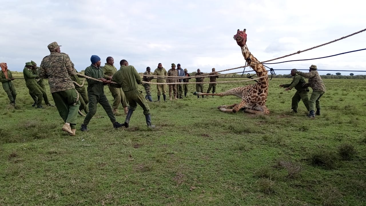 [PHOTOS] Why KWS is moving wildlife from Kedong Ranch