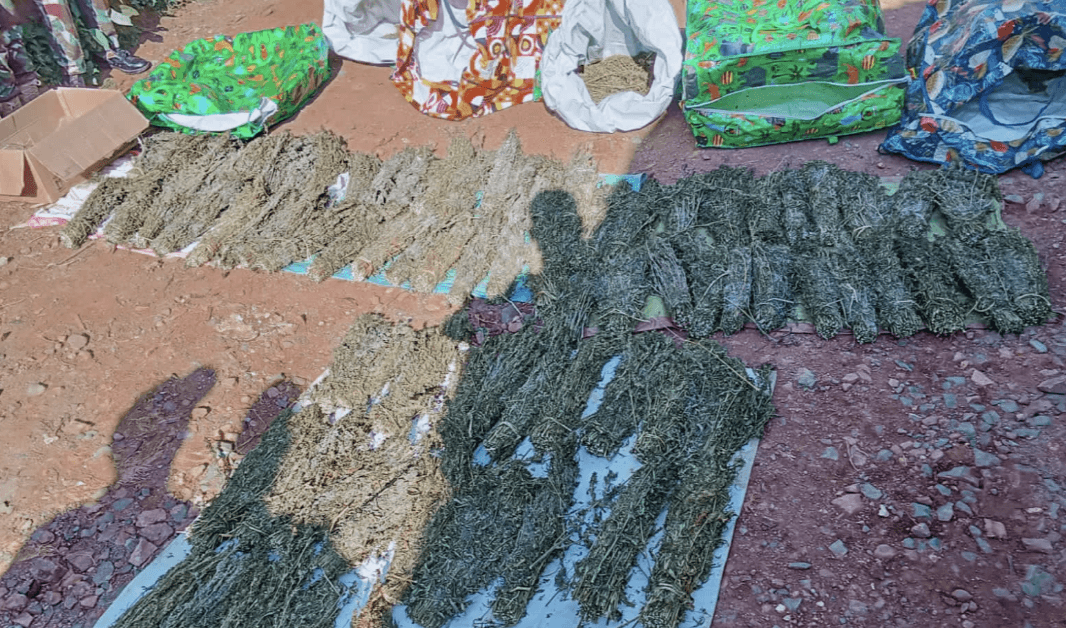 Hunt on for key suspect as police arrest 6 in Kisii bhang bust