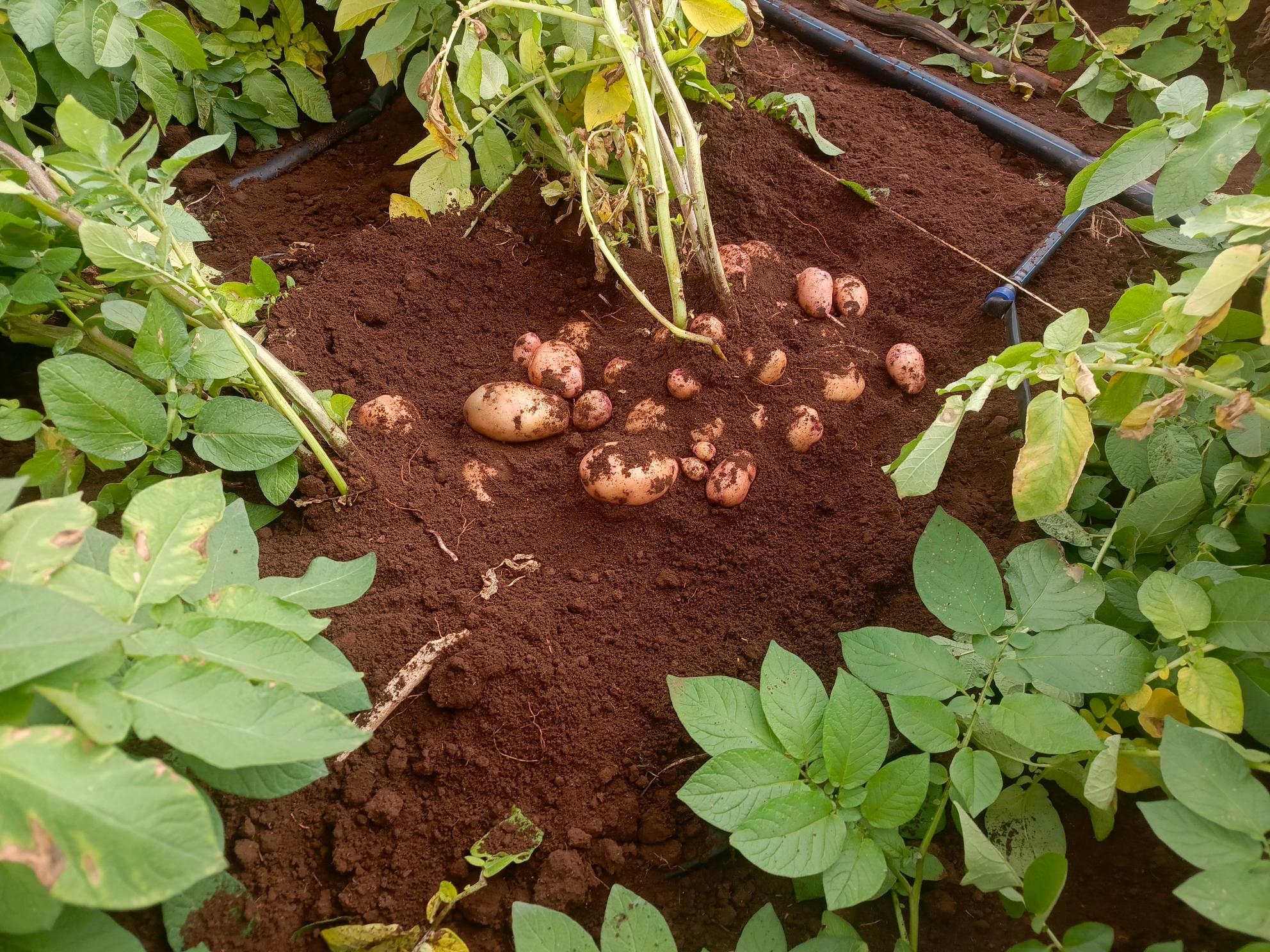 Kenya close to releasing GM potato resistant to late blight disease