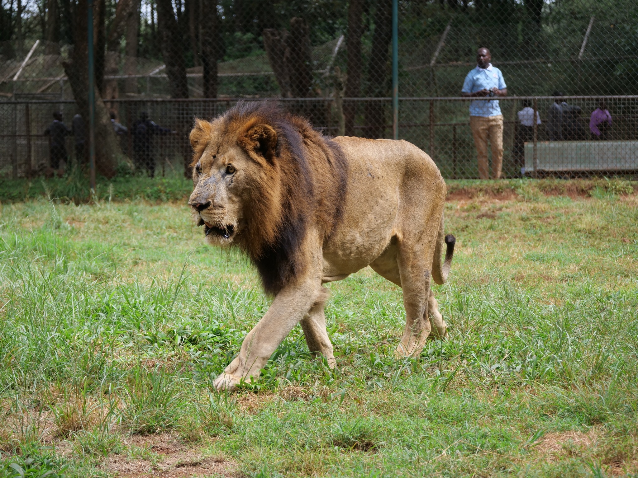 EXPLAINER: Nairobi’s wild refuge: Inside the City’s animal orphanage