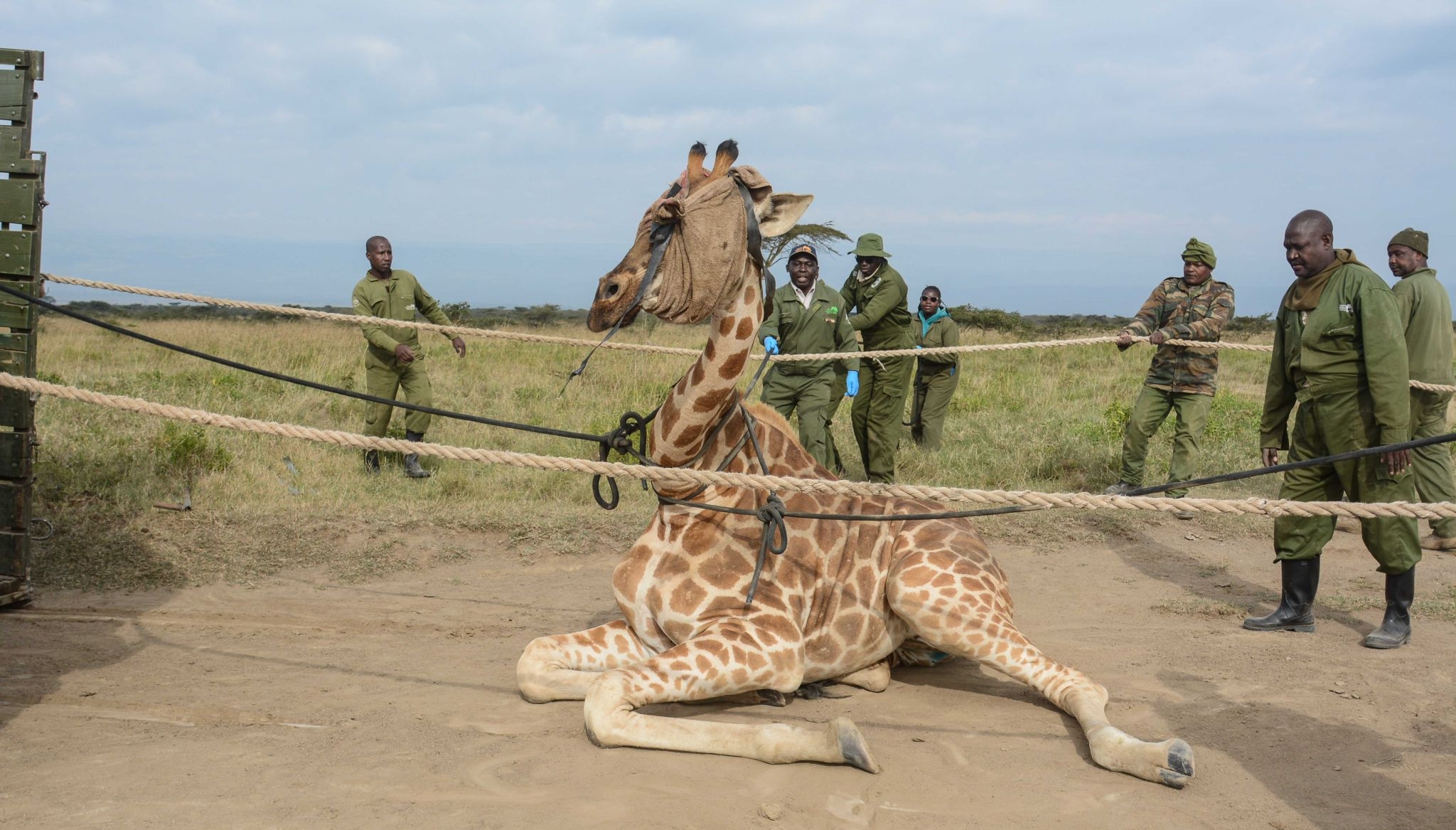 Giraffes are four species: Landmark study redefines world’s tallest mammal