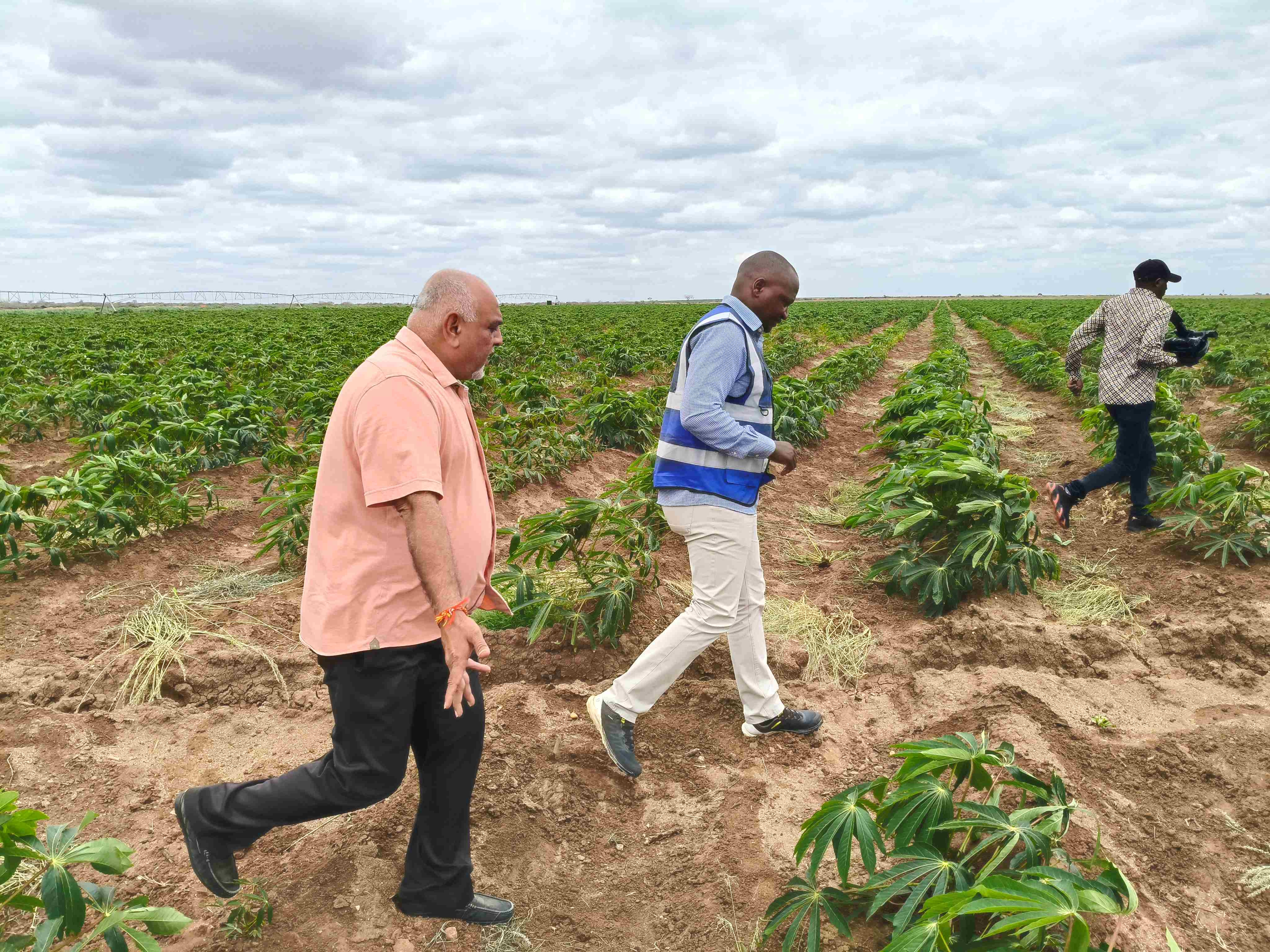 Bumper harvest expected at Galana Kulalu scheme this week