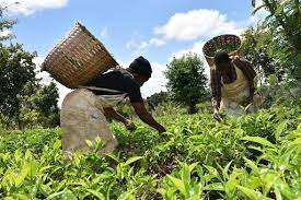 KTDA dismisses fake tea bonus figures circulating online