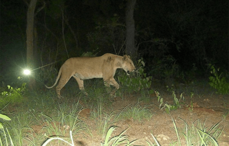 A lioness caught on camera revives hope for lion survival