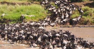 Scientist predicts collapse of Mara ecosystem in 10 years
