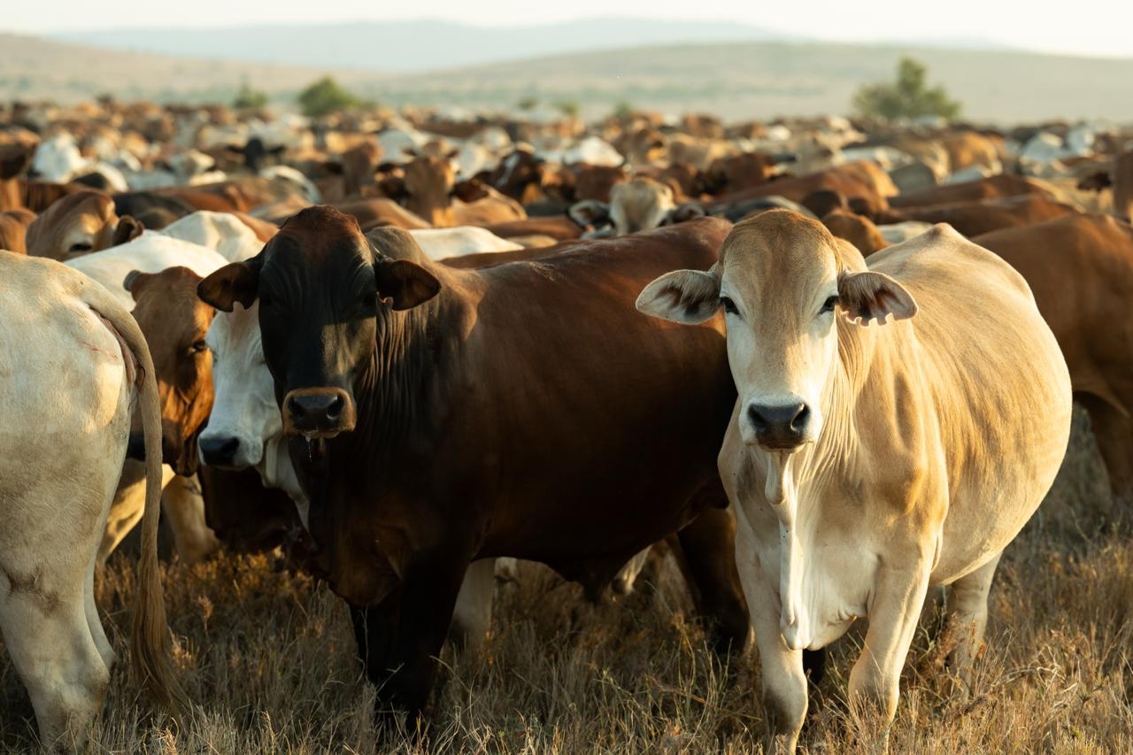 MUKALO: How a conservancy is restoring hope in Northern Kenya