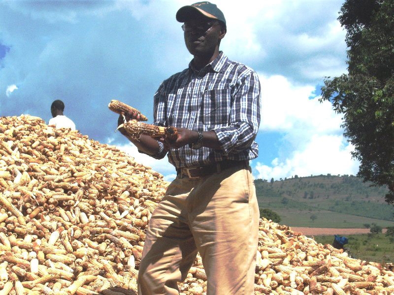 Kenya loses up to half of maize and potatoes before reaching consumers