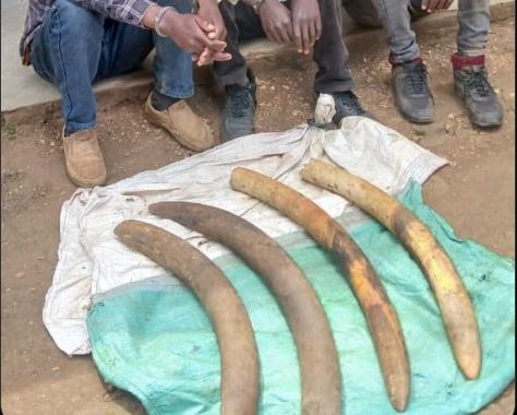 Three arrested in Kerugoya in major wildlife crime crackdown