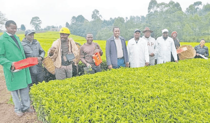 Tea pickers in Rift adopt new user-friendly baskets