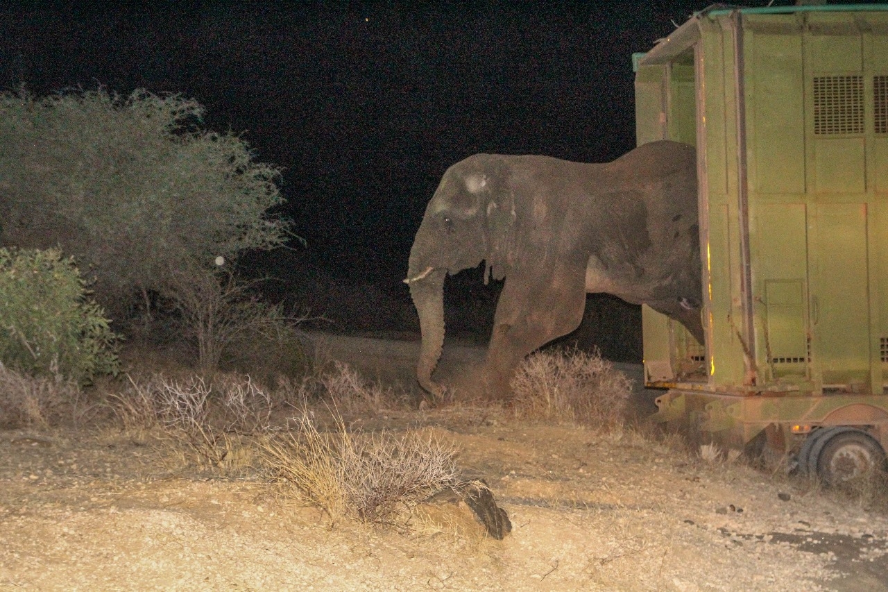 Bad habits of Meru elephant earns him exile to Tsavo