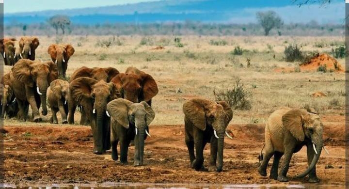EXPLAINER: Exploring Tsavo East: Where Kenya's dust-red giants still roam free