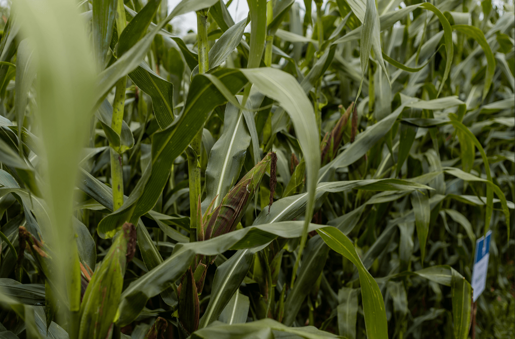 Coated seeds offer Kenyan farmers a fighting chance against climate change