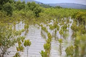 Marine scientists calls for the expansion of area under carbon credits